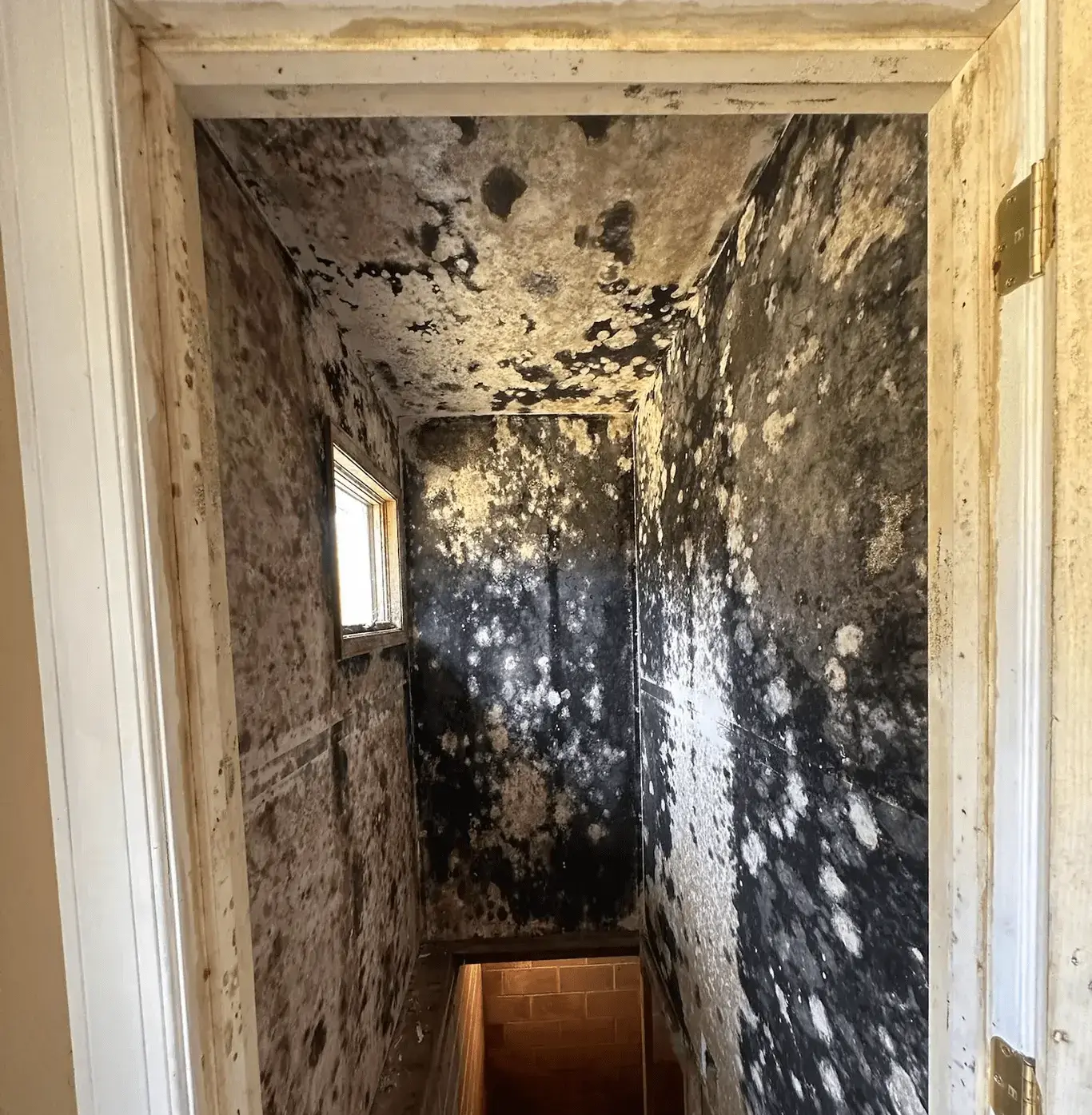 black mold on wall home philly before pic
