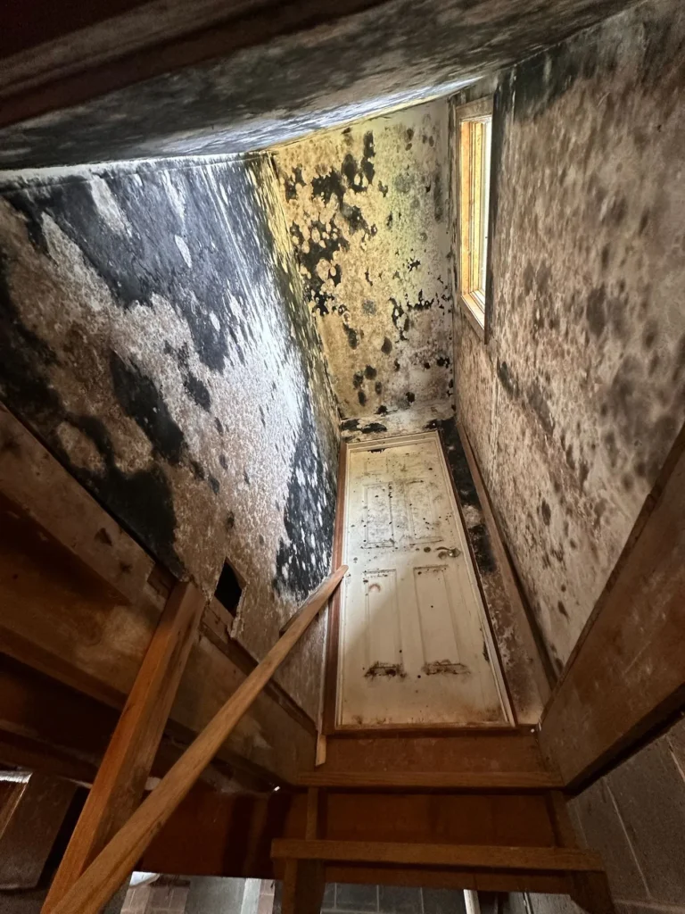 mold remediation east falls before