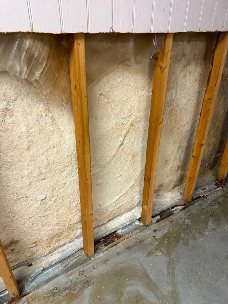 mold remediation south philadelphia after