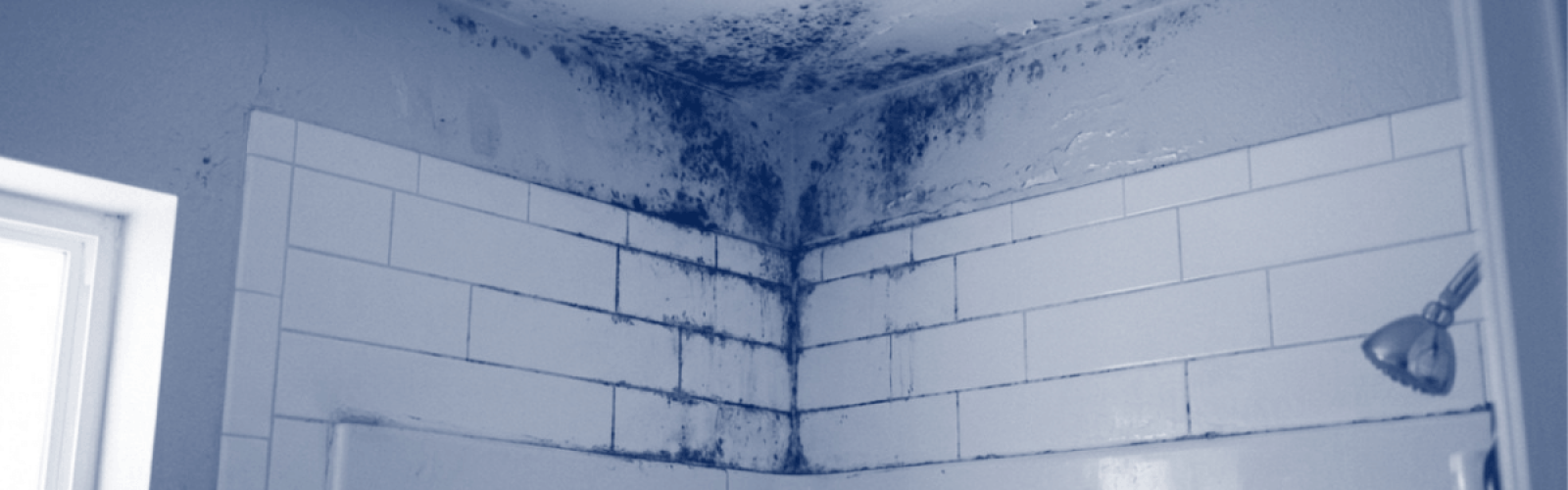 bathroom mold removal service