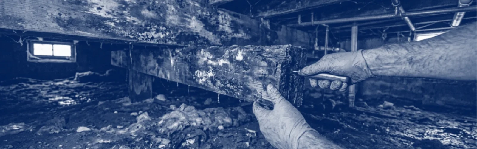 crawl space mold service