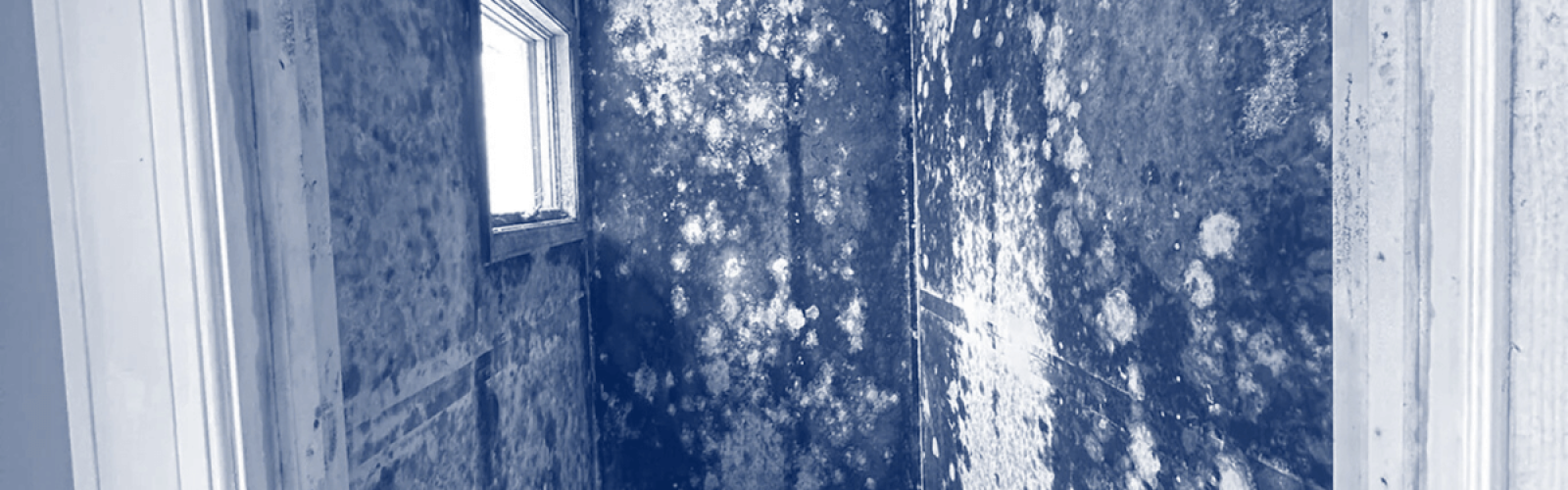 fungi identified on apartment wall in Philly