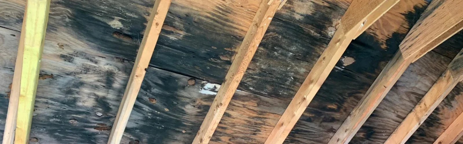 mold remediation in wood