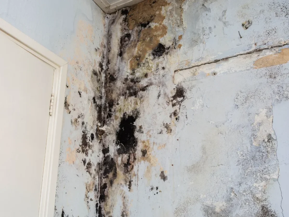 mold remediation philadelphia