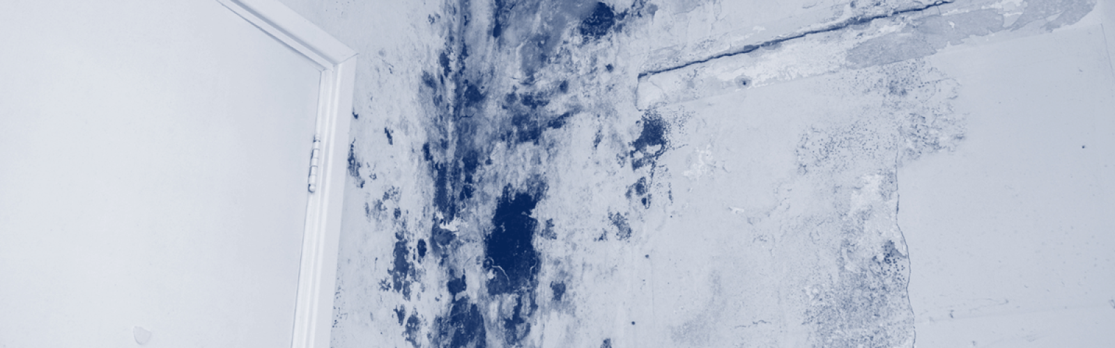 wall mold removal service